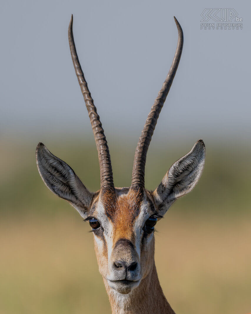 Ol Pejeta - Thomsongazelle De Thomson gazelle is een kleine veelvoorkomende antilopensoort die in open vlaktes leven en meestal wat schuwer is. Stefan Cruysberghs